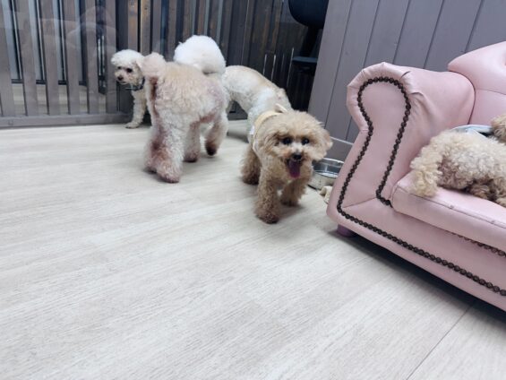 ヌーノクラブ　犬のペットホテル　東京　中野区　フリースペースでのびのび　お預かり中　トイプードルのトーマ