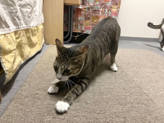 ヌーノクラブ 猫専用ペットホテル 都内 中野区 フリースペースでのびのび お預り中の猫ちゃん MIXのぐり・ぐら