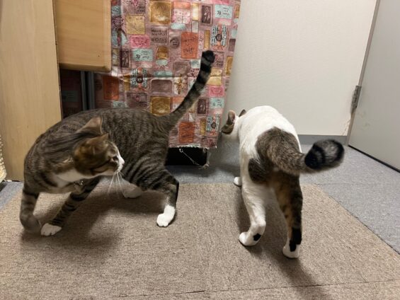 ヌーノクラブ 猫専用ペットホテル 都内 中野区 フリースペースでのびのび お預り中の猫ちゃん MIXのぐり・ぐら