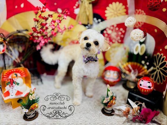 ペットサロン、ヌーノクラブ、可愛くリーズナブルにトリミング　マルプーのむく２_640