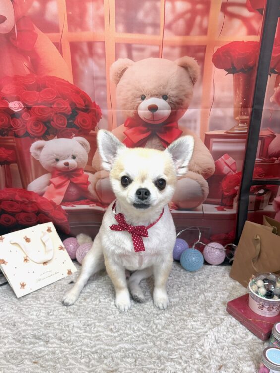 ペットサロン、ヌーノクラブ、可愛くリーズナブルにトリミングチワワのあぽ