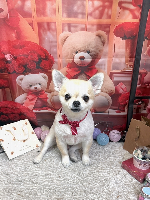 ペットサロン、ヌーノクラブ、可愛くリーズナブルにトリミングチワワのあぽ