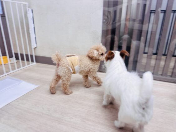 ヌーノクラブ　犬のペットホテル　東京　中野区　フリースペースでのびのび　お預かり中　トイプードルのコロン、ジャックラッセルのニコ