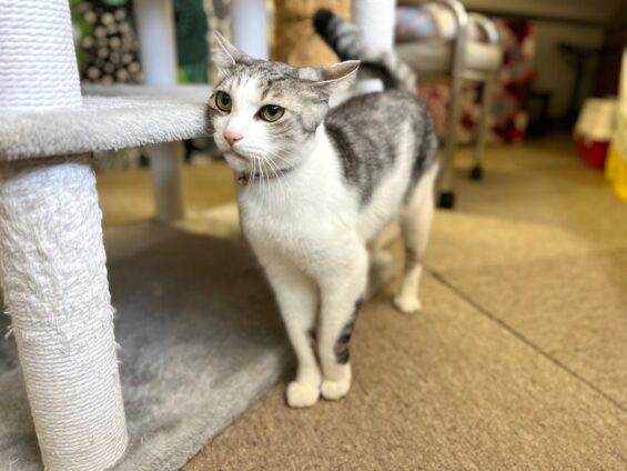 ヌーノクラブ 猫専用ペットホテル 都内 中野区 フリースペースでのびのび お預り中の猫ちゃん MIXのハリー