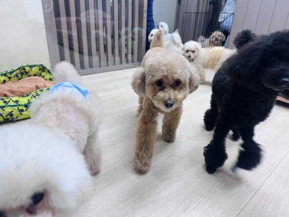 ヌーノクラブ　犬のペットホテル　東京　中野区　フリースペースでのびのび　お預かり中　トイプードルのモタ