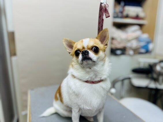 ペットサロン、ヌーノクラブ、可愛くリーズナブルにトリミング