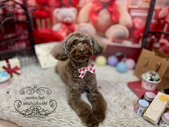 ペットサロン、ヌーノクラブ、可愛くリーズナブルにトリミング　トイプードルのコロ３_640