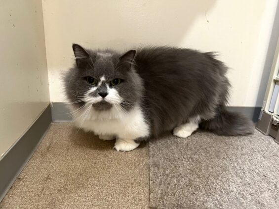 ヌーノクラブ　猫専用ペットホテル　都内　中野区　フリースペースでのびのび　お預り中の猫ちゃん　マンチカンのごまだんご