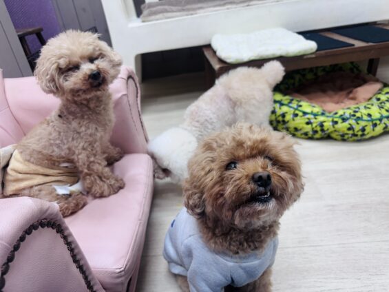 ヌーノクラブ　犬のペットホテル　東京　中野区　フリースペースでのびのび　お預かり中　トイプードルのオマメ