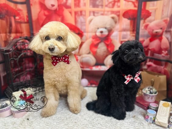 ペットサロン、ヌーノクラブ、可愛くリーズナブルにトリミング　