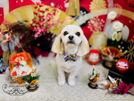 ペットサロン、ヌーノクラブ、可愛くリーズナブルにトリミング　MIXのチャロ２_640