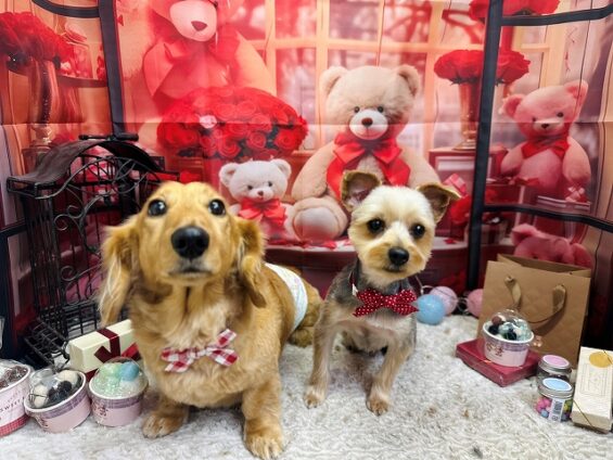 ペットサロン、ヌーノクラブ、可愛くリーズナブルにトリミング　ヨーキーのo次郎とダックスのカール_640