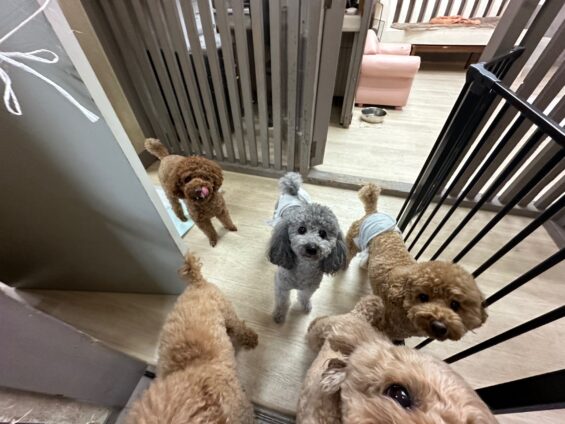 ヌーノクラブ　犬のペットホテル　東京　中野区　フリースペースでのびのび　お預かり中　トイプードルのもも、ごま、マル