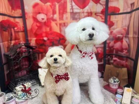 ペットサロン、ヌーノクラブ、可愛くリーズナブルにトリミング　