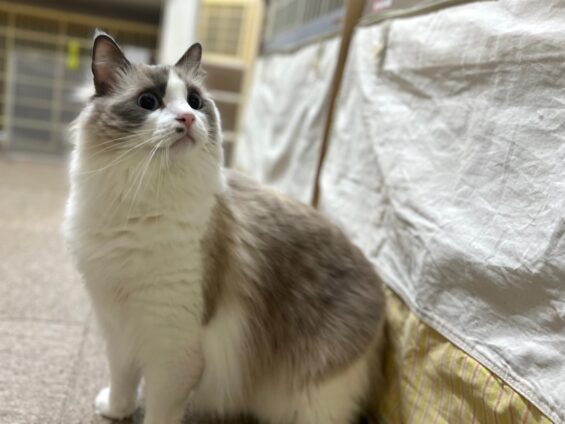ヌーノクラブ　猫専用ペットホテル　都内　中野区　フリースペースでのびのび　お預り中の猫ちゃん　ラグドールのルキ