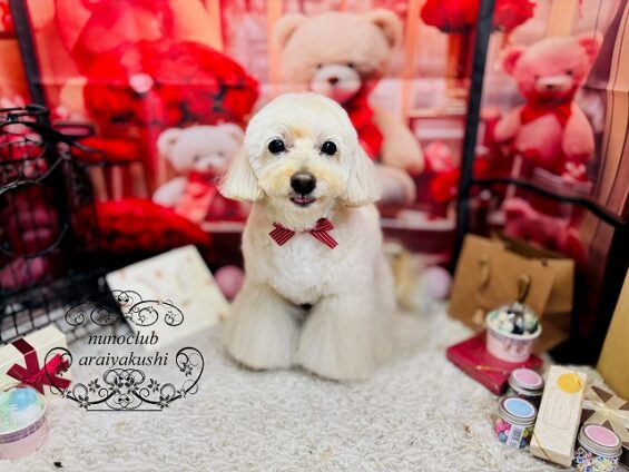 ペットサロン、ヌーノクラブ、可愛くリーズナブルにトリミング　ペキプーのクリ３_640