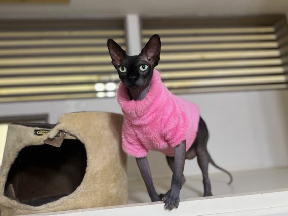 ヌーノクラブ　猫専用ペットホテル　都内　中野区　フリースペースでのびのび　お預り中の猫ちゃん スフィンクスのジロー