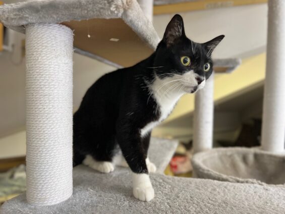 ヌーノクラブ　猫専用ペットホテル　都内　中野区　フリースペースでのびのび　お預り中の猫ちゃん　MIXのニコ