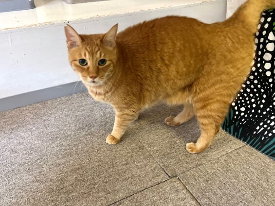 ヌーノクラブ　猫専用ペットホテル　都内　中野区　フリースペースでのびのび　お預り中の猫ちゃん　MIXのピノ