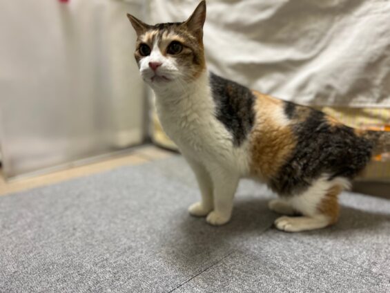 ヌーノクラブ　猫専用ペットホテル　都内　中野区　フリースペースでのびのび　お預り中の猫ちゃん　MIXのもも