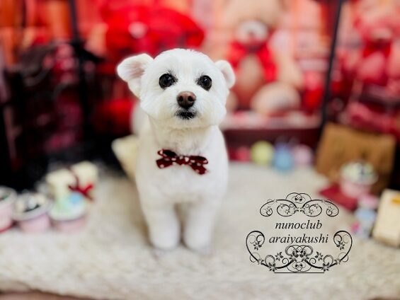 ペットサロン、ヌーノクラブ、可愛くリーズナブルにトリミング ビショマルの杏仁2_640