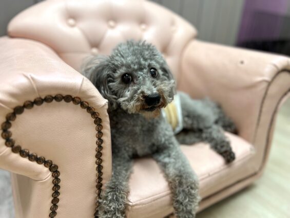ヌーノクラブ　犬のペットホテル　東京　中野区　フリースペースでのびのび　お預かり中　トイプードルのハル・和栗