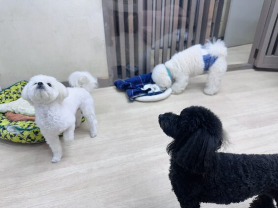 ヌーノクラブ　犬のペットホテル　東京　中野区　フリースペースでのびのび　お預かり中　マルチワのしろたま