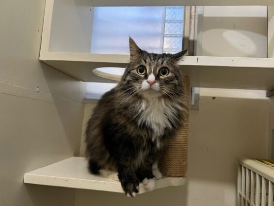 ヌーノクラブ　猫専用ペットホテル　都内　中野区　フリースペースでのびのび　お預り中の猫ちゃん　ノルウェージャンのナッツ