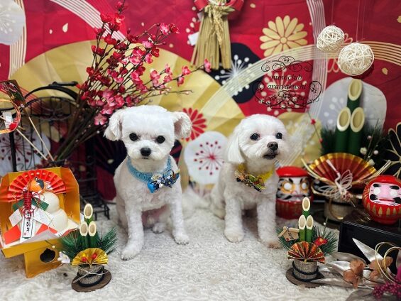 ペットサロン、ヌーノクラブ、可愛くリーズナブルにトリミング