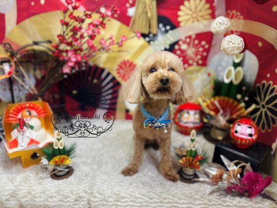 ペットサロン、ヌーノクラブ、可愛くリーズナブルにトリミング