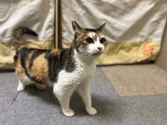ヌーノクラブ　猫専用ペットホテル　都内　中野区　フリースペースでのびのび　お預り中の猫ちゃん　MIXのもも