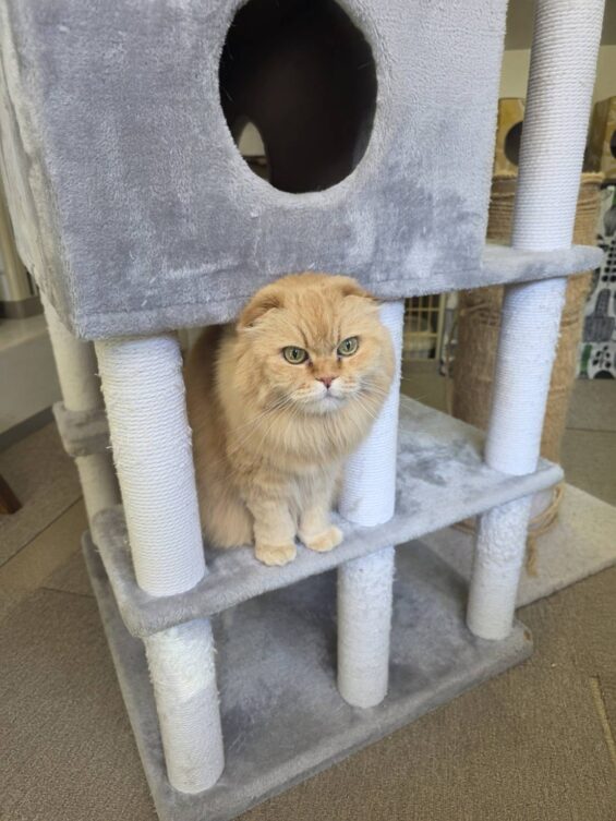 ヌーノクラブ　猫専用ペットホテル　都内　中野区　フリースペースでのびのび　お預り中の猫ちゃん　スコティッシュのきなこ