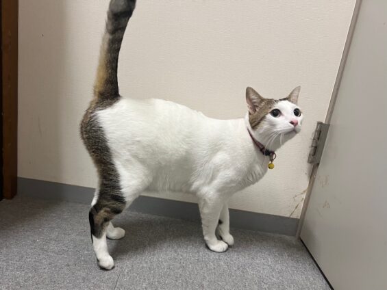 ヌーノクラブ 猫専用ペットホテル 都内 中野区 フリースペースでのびのび お預り中の猫ちゃん MIXのぐり・ぐら