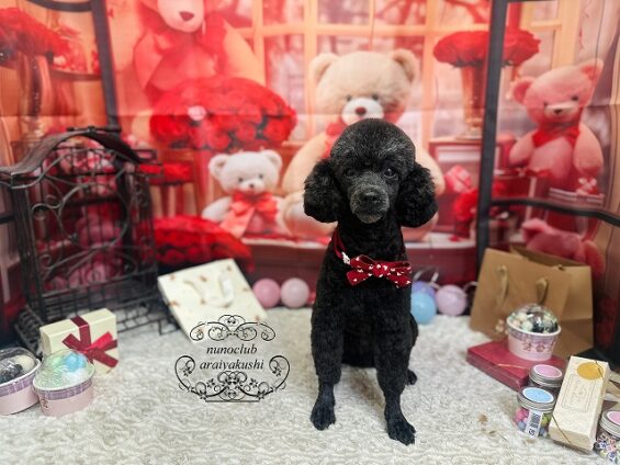 ペットサロン、ヌーノクラブ、可愛くリーズナブルにトリミング