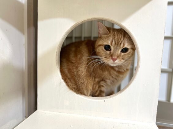 ヌーノクラブ　猫専用ペットホテル　都内　中野区　フリースペースでのびのび　お預り中の猫ちゃん アメリカンショートヘアの茶々丸