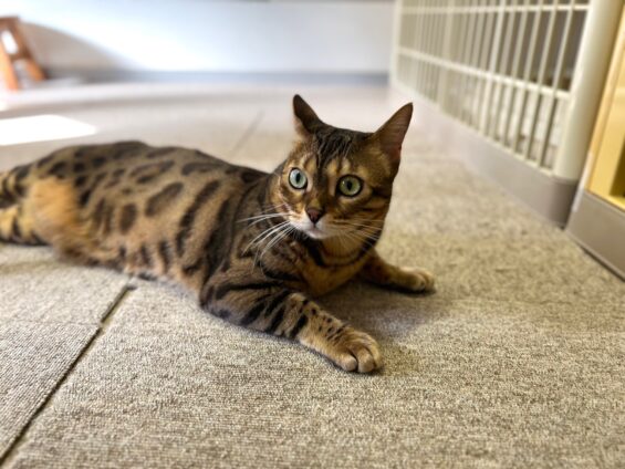 ヌーノクラブ　猫専用ペットホテル　都内　中野区　フリースペースでのびのび　お預り中の猫ちゃん ベンガルのリリス