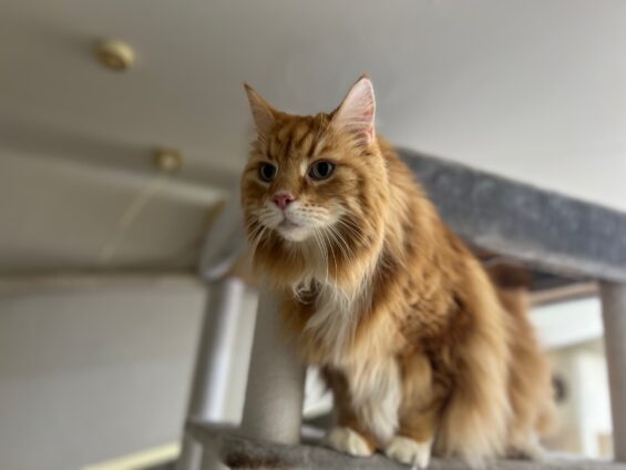 ヌーノクラブ　猫専用ペットホテル　都内　中野区　フリースペースでのびのび　お預り中の猫ちゃん　ソマリのひろし