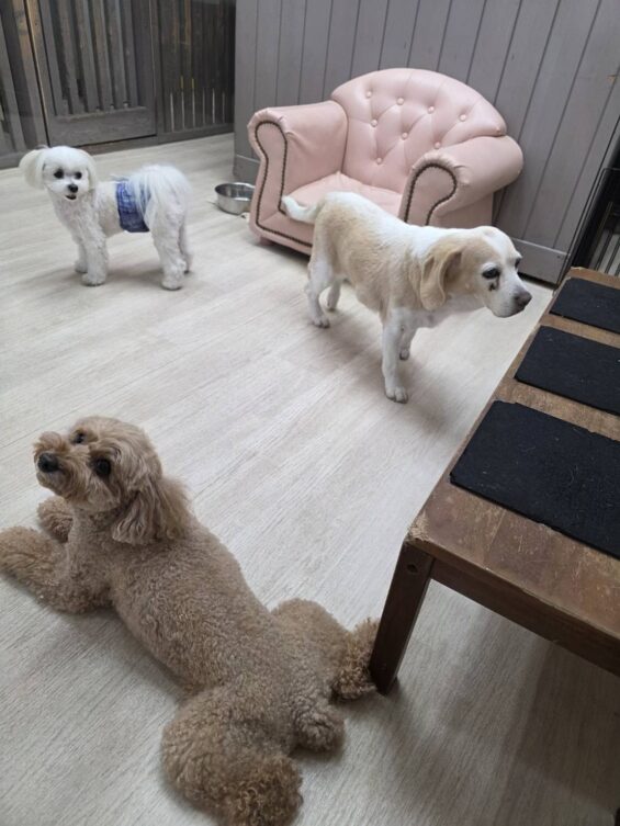 ヌーノクラブ　犬のペットホテル　東京　中野区　フリースペースでのびのび　お預かり中　ビーグルのブリー