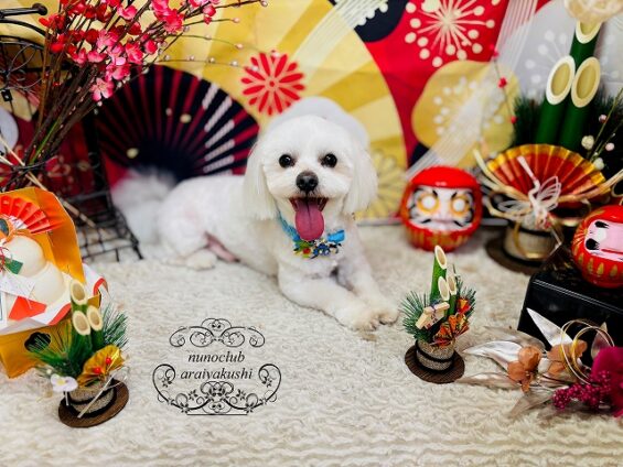 ペットサロン、ヌーノクラブ、可愛くリーズナブルにトリミング　マルチーズのみるく２_640