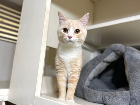 ヌーノクラブ 猫専用ペットホテル 都内 中野区 フリースペースでのびのび お預り中の猫ちゃん MIXのアイス