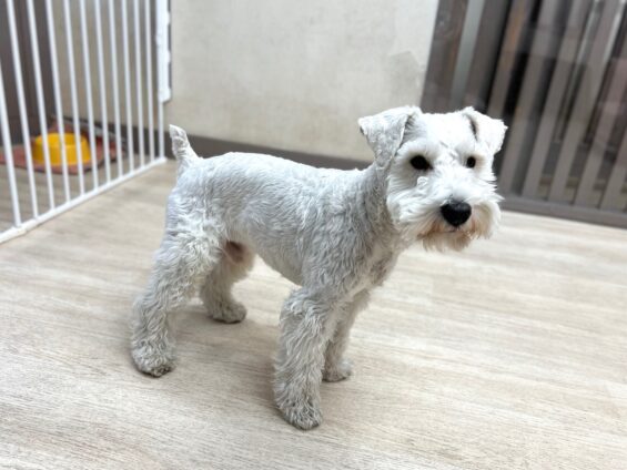 ヌーノクラブ　犬のペットホテル　東京　中野区　フリースペースでのびのび　お預かり中　ミニチュアシュナウザーのチャック