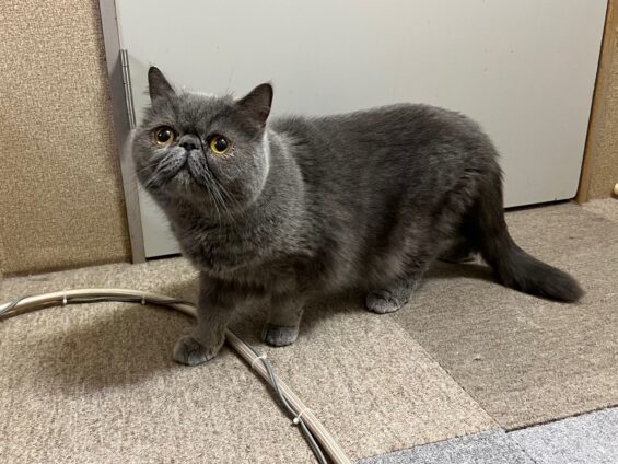 ヌーノクラブ　猫専用ペットホテル　都内　中野区　フリースペースでのびのび　お預り中の猫ちゃん　エキゾチックショートヘアのうに