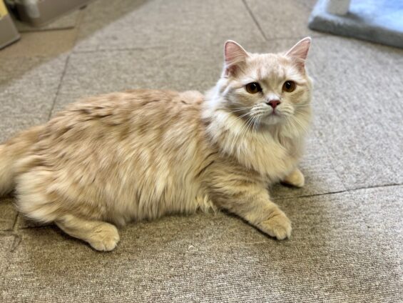 ヌーノクラブ 猫専用ペットホテル 都内 中野区 フリースペースでのびのび お預り中の猫ちゃん マンチカンのカフネ・ルカ