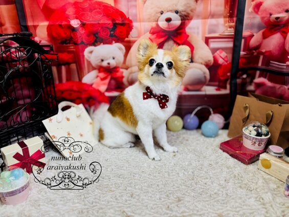 ペットサロン、ヌーノクラブ、可愛くリーズナブルにトリミング　チワワのチョコ３_640