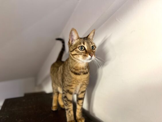 ヌーノクラブ　猫専用ペットホテル　都内　中野区　フリースペースでのびのび　お預り中の猫ちゃん ベンガルのモン