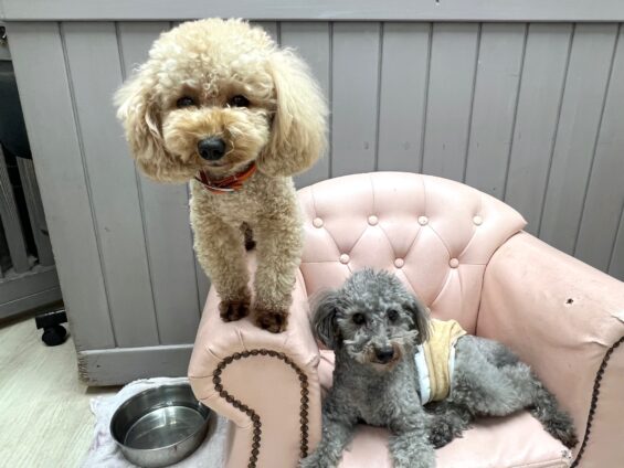 ヌーノクラブ　犬のペットホテル　東京　中野区　フリースペースでのびのび　お預かり中　トイプードルのハル・和栗