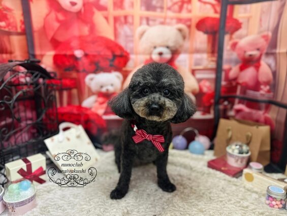 ペットサロン、ヌーノクラブ、可愛くリーズナブルにトリミング　