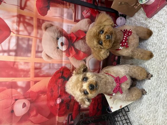 ペットサロン、ヌーノクラブ、可愛くリーズナブルにトリミング　トイプードルのもこ、ちゅーい