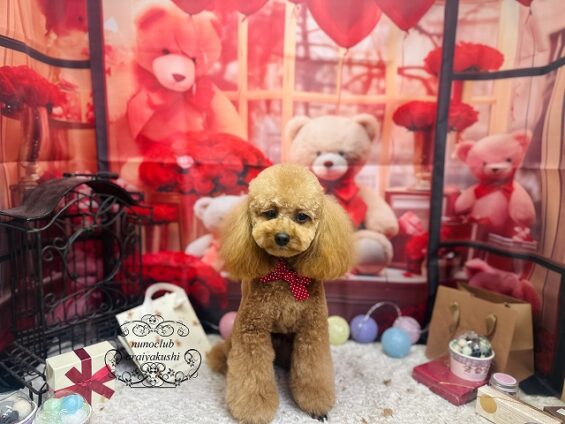 ペットサロン、ヌーノクラブ、可愛くリーズナブルにトリミング　