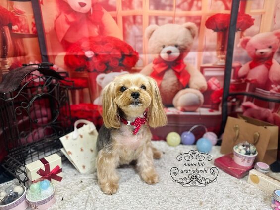 ペットサロン、ヌーノクラブ、可愛くリーズナブルにトリミング　